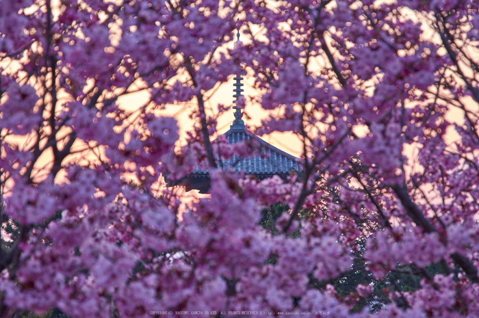 奈良 大和郡山城跡 しだれ桜（桜開花 2016） ／ HD PENTAX-DA 16-85mm